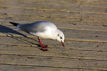 mouette posée