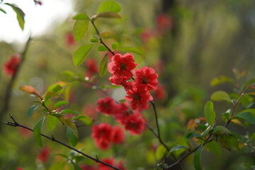 船橋の公園の風景