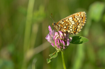 Boloria dia, Weaver's Fritillary butterly close up in nature