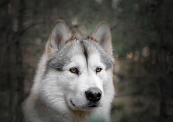 Elegant Alaskan Malamute dog portrait in the forest. Proud animal posing and looking. Purebred dog photography. Selective focus on the eyes, blurred background.
