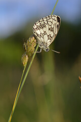 Marbled white, black and white butterfly in the wild