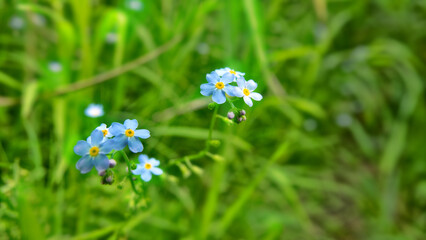 Forget-me-not (Field scorpion gras. Myosotis arvensis) in meadow in middle of summer. Most common...