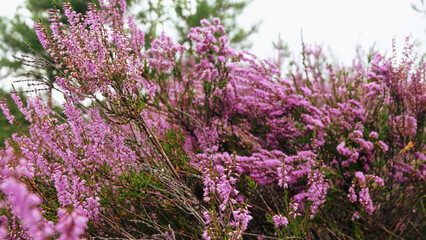 Pink Beauty of mass flowering Heather, Erica (Calluna vulgaris)
