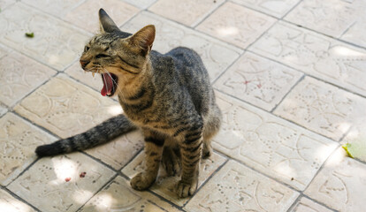Screaming street cat. Funny animal.