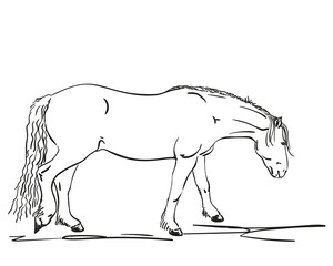 horse sketch hand drawn
