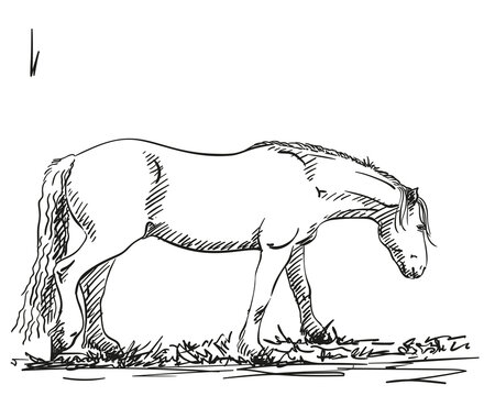 horse sketch hand drawn