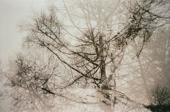 fantasy of trees 