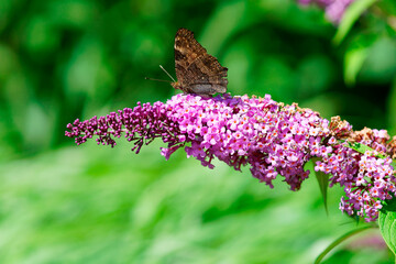  wunderbare Schmetterlinge auf Blumen