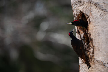 クマゲラのカップル