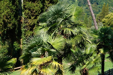 Naklejka premium pine branches