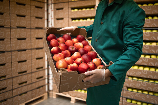 Close up view of unrecognizable worker holding crate full of red apples in organic food factory warehouse.