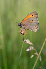 Large heath butterfly in nature, on a plant, close up