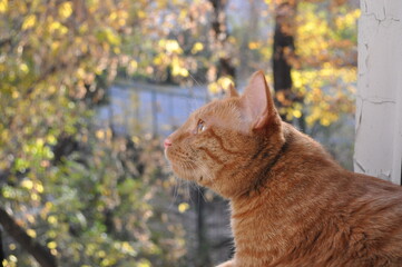 Curious red kitten looks out the window