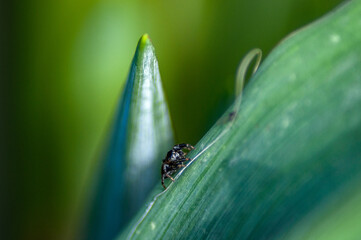 spider jumper on green leaf