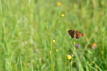 Boloria dia, Weaver's Fritillary butterly close up in nature