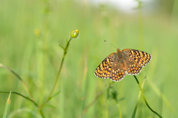 Boloria dia, Weaver's Fritillary butterly close up in nature