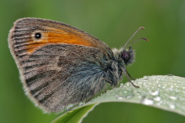 A butterfly (Coenonympha pamphilus) sits on a blade of grass covered with dew drops. 
In the morning it is cool and the butterflies are sedentary.
