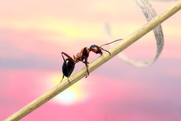 An ant rests on a stalk of dried grass. In early spring, there is still little green grass, but the...