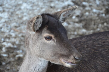 deer close up