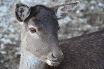 deer close up