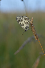 Marbled white, black and white butterfly in the wild