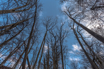 Bäume kahl vor blauem Himmel und Wolken im Frühjahr