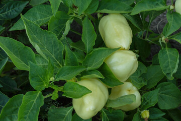 Vegetable beds garden. Bush white Bulgarian pepper or Bell pepper (Latin: Capsicum annuum) close up. Ripening bell peppers in a greenhouse.