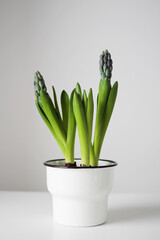 Hyacinthin a white pot on white background, great design for any purposes. Minimal trendy.