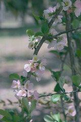 名の知らぬ木花 in春