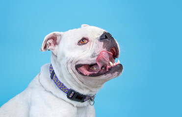 cute dog on an isolated background studio shot