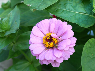 Pink Flower Cynia Summer Closeup in the garden in summer