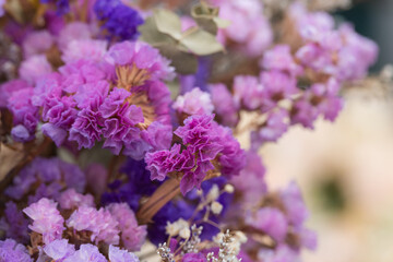 Obraz premium Pink limonium and green branches，Limonium sinense (Girard) Kuntze