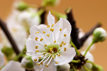 white cherry blossom in spring