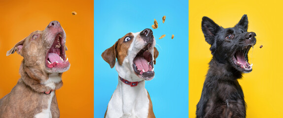 Obraz premium shelter dogs on an isolated background studio shot catching treats