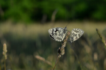Two marbled white, black and white butterfly in the wild