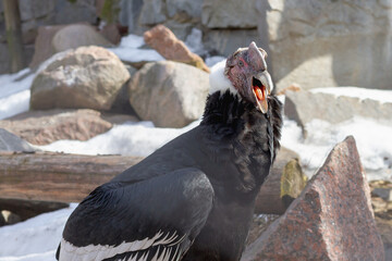 Condor bird close-up opened its beak and screams