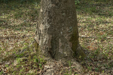 Obraz premium 芽吹き、幹とともに