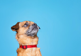 Obraz premium cute studio shot of a dog on an isolated background