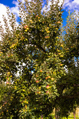 Apple tree in garden with fresh ripe apples