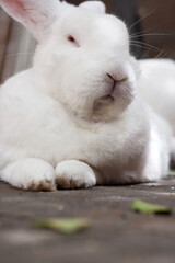 Imagem de coelho brancos, peludo, em primeiro plano e detalhe de outro coelho ao fundo.