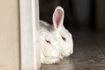Close em rosto de um casal de coelhos brancos, juntinhos, descansando.