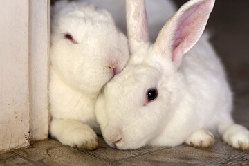 Um casal de coelhos deitados juntinhos.