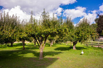 Apple tree in garden with fresh ripe apples