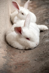 Um casal de coelhos brancos, peludos, descansando juntinhos.