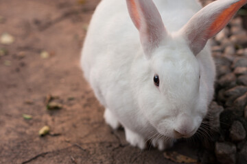 Um coelho branco, peludo, em chão cimentado.