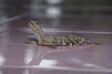 Obraz premium Flying Lizard, Draco volans crawling on the floor against a blurred background.