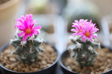 Cactus of Turbinicarpus with beautiful pink blossoms. Side view, selective and soft focus. Close up.