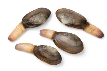 Fresh raw alive soft shell clams, an edible saltwater clam, isolated on white background 