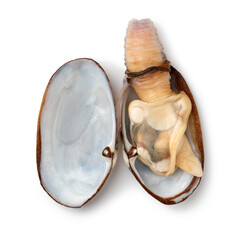 Single cooked soft shell clam in the open shell isolated on white background   © Picture Partners