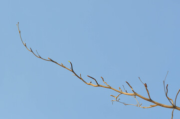 branch or tree and blue sky